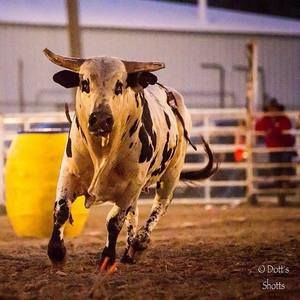 Meet your Posher, Cody